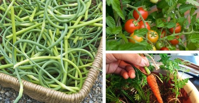 Healthy, Edible Plants To Grow In Your Indoor Garden